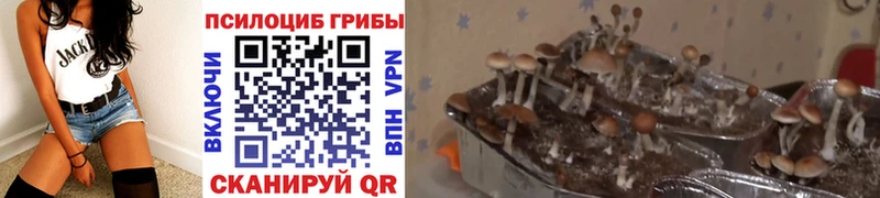 Купить  Собинка  Псилоцибиновые грибы мухоморы 